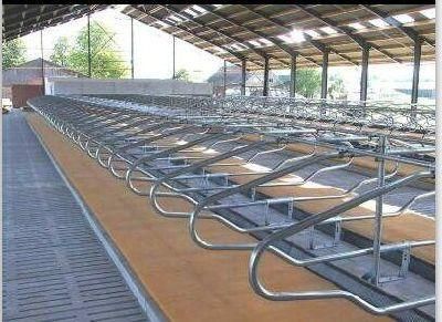 New Design Cow House /Cow Farm/Cow Shed
