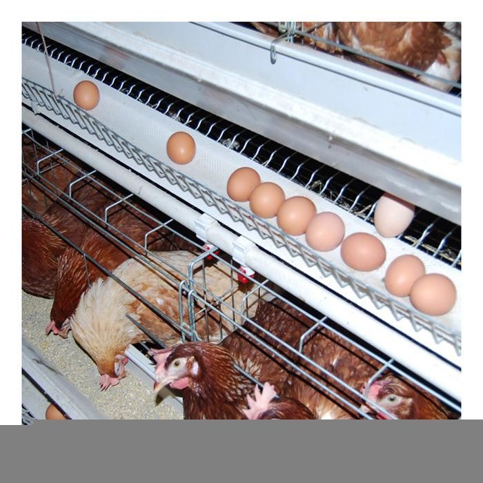 Chicken Cage for Sale Layer Chicken Cage a-Type Battery Chicken Cage Factory Directly Sale