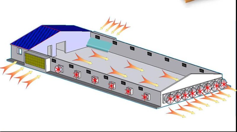 Full Automatic Technical Low Cost Steel Chicken Farm Equipment