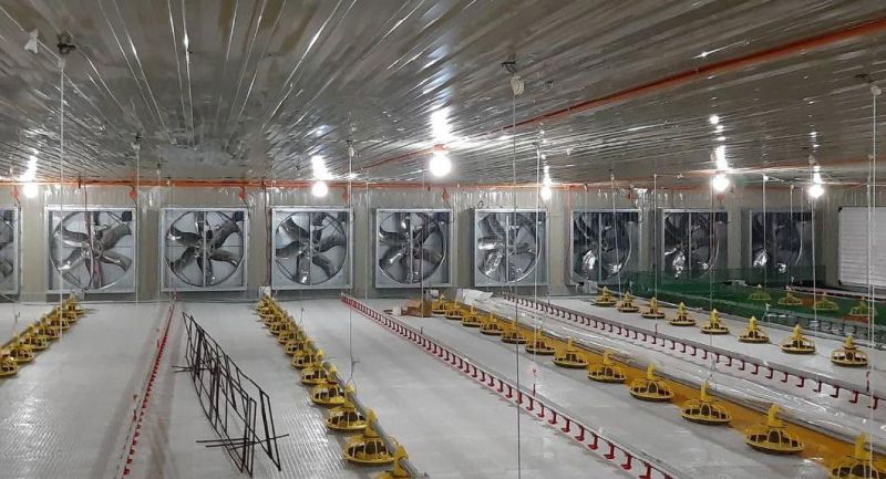 Poultry House Slatted Flooring System with Automatic Feeding and Drinking for Breeders