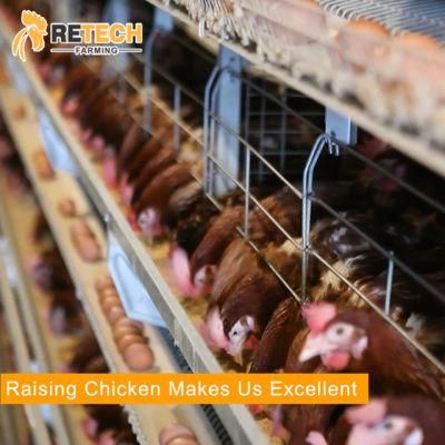 H type egg layer chicken battery poultry cage system
