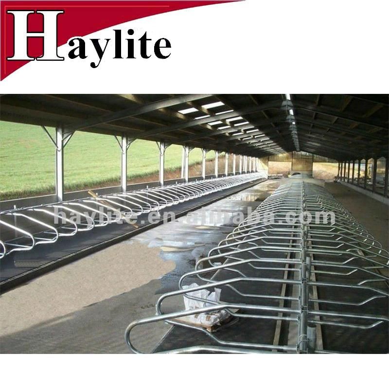 Cattle Freestall Cattle Free Loop Cubicles