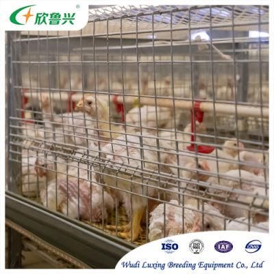 Silver Star Manufacture Battery H Type Chicken Broiler Cage /Broiler Raising Cage