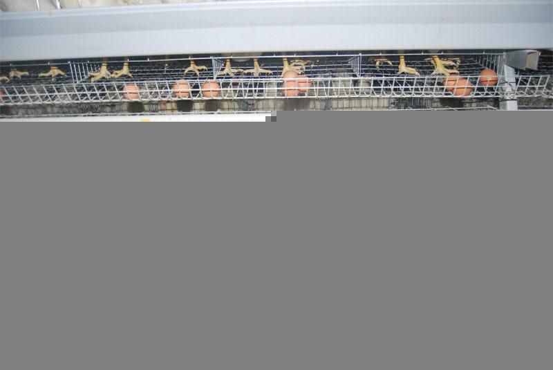 a Frame Automatic Hot Galvanized Chicken Cage Equipment