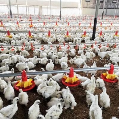 Colombia Plasson Automatic Chicken Farm Poultry Equipment for Broiler/Breeder