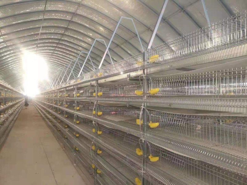 Low Cost Quail Cage with Automatic Egg Collecting Equipment