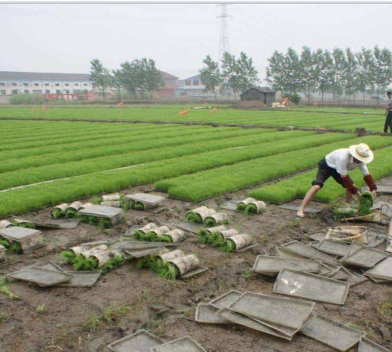 Paddy Seeder Rice Seed Sowing Machine