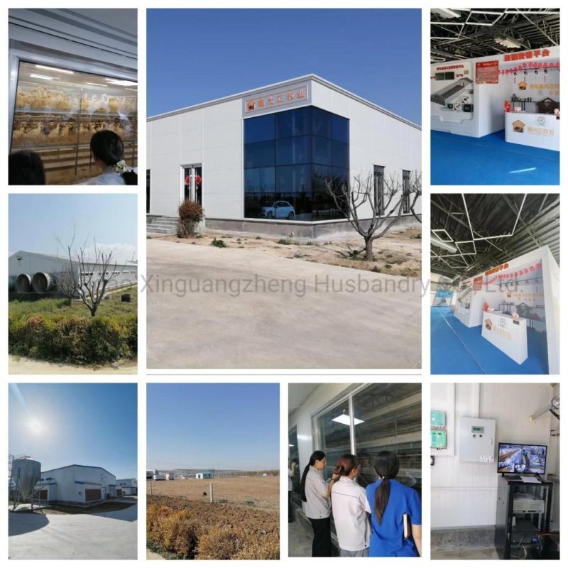 China Factory Supply Hot Sale Poultry House/ Layer Cage/Baby Chicken Cages