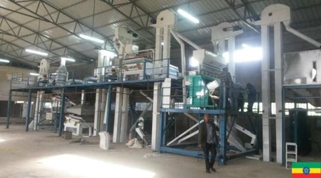 Maize Corn Bean Chickpea Wheat Seed Processing Plant