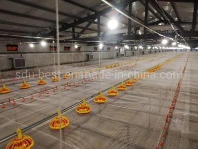 Animal Husbandry Equipment for Chicken Farm