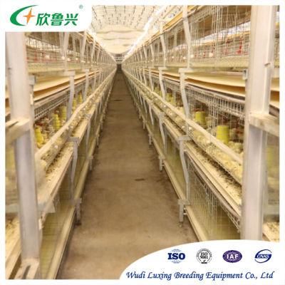 Poultry Farm Equipment Automatic 4 Tiers Broiler Breeder Chicken Battery Cage System for Sale