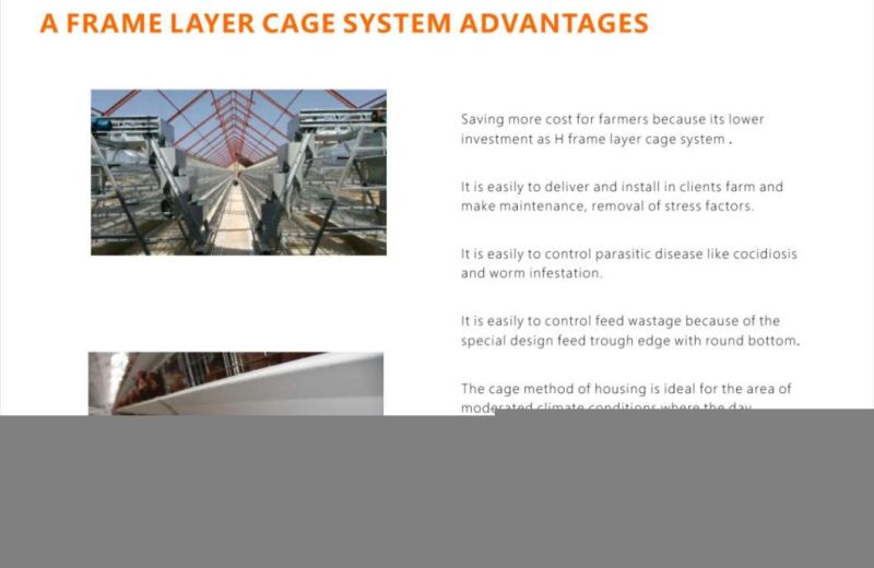 Automatic Poultry Equipment and Automatic Feeding Equipment and a Type Chicken Cage
