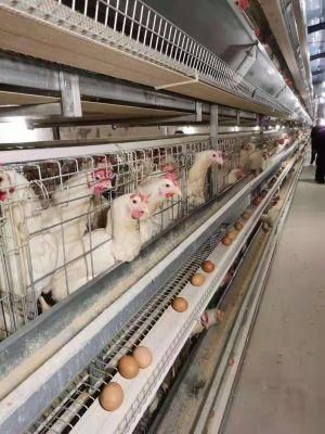 Fully Automated Galvanized Chicken Cage Egg Layer Cages for Poultry Farms