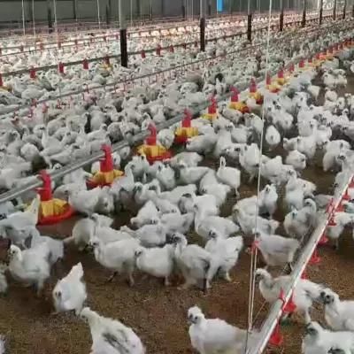 Poultry Farm Business Plan for Chicken House