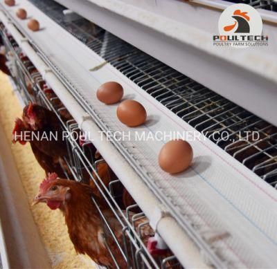 Best-Selling Type a and Type H Chicken Poultry Raising Equipment