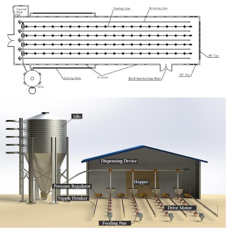 Automatic Ground Feeding System Chicken House Equipment for Broiler