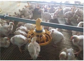 2021 Automatic Contral Pan Feeder for Broiler and Breeder Chicken