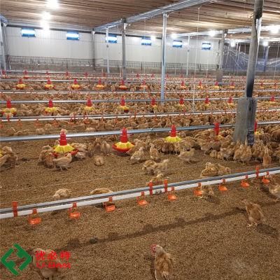 Automatic Poultry Farming Equipment for Chicken Broiler House