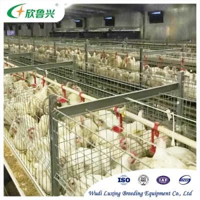 Poultry Cage with Full Automatic Feeding System