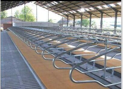 New Design Cow House /Cow Farm/Cow Shed