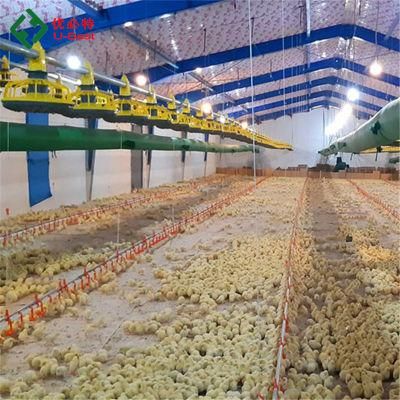 Automatic Chicken Poultry Farm / Broliler Feeding /Poultry Breeding Equipment for Sale