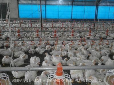 China Steel Poultry Farm Structures Design Layout Project Chicken House in The Philippines