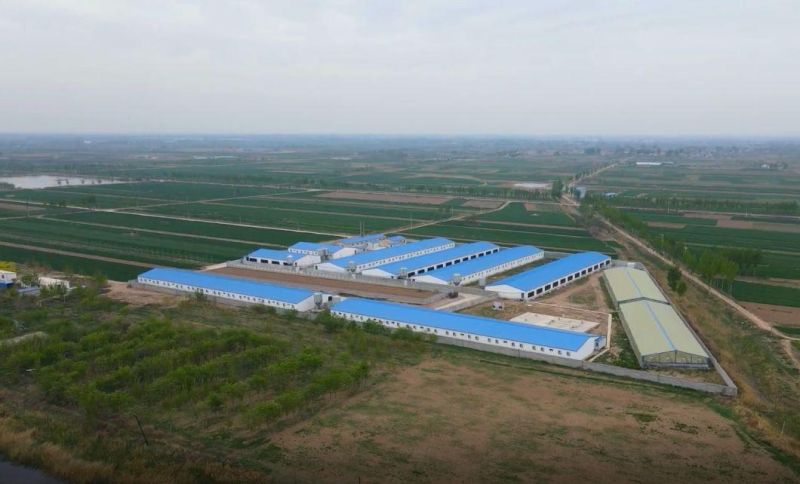 Livestock Pig Farm Equipment Galvanized Steel Sheet Silo for Sale