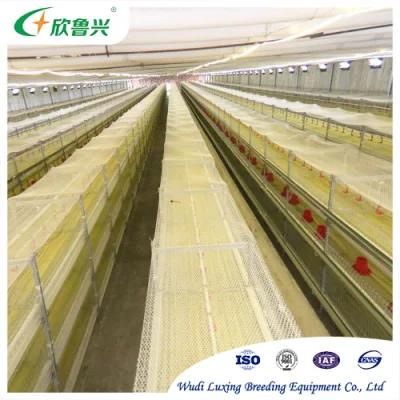 High Quality Automatic Poultry Equipment H Type Battery Chicken Brooder Pullet Cage