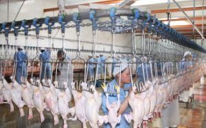 Muslim Slaughter Machine for Broiler