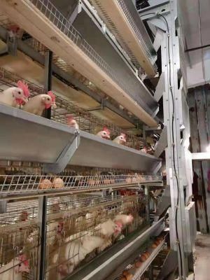 a and H Type Automatic Chicken Farm Coop Chicken Cage for Egg Layer