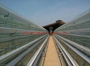 Automatic Poultry House Equipment with Higher Quality and Lower Price