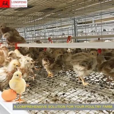 Professional Mature Design Longfeng Standard Packing House Pullet Layer Chicken Cage