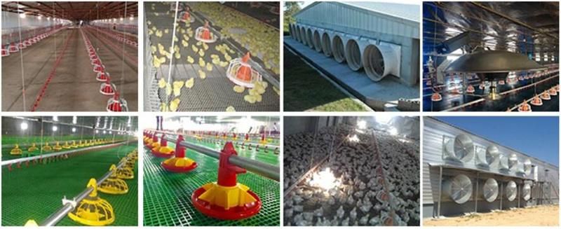 High Quality Automatic Controlled Poultry Farms in Africa for Chicken