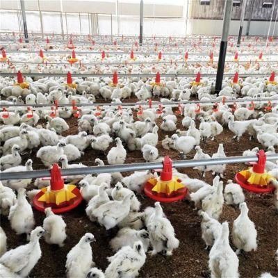 CE Approved Automatic Feeding Chicken Poultry Farm