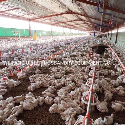 Ground Type Animal Husbandry Poultry House Broiler Chicken Feeding Equipment
