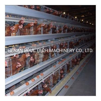 Supply Completely Automatic Laying Hen/Egg Layer Battery a Type Chicken Cages System