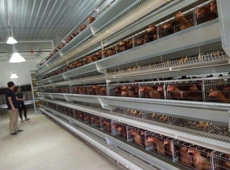 Hot Galvanized Automatic Chicken Cage/Poultry Farm House Design