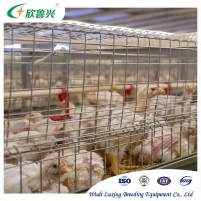 Automatic 3-6 Tiers Chicken Layer Broiler Cage for Poultry Farm
