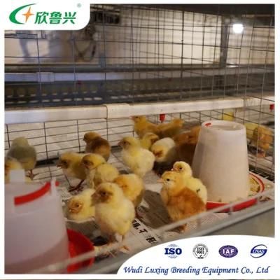 Pullet Cage Manufacturer 4 Tiers H Type Poultry Battery Cages for Battery Farming