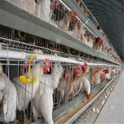 Prefab/Prefabricated Factory Price Steel Poultry Farm Equipment