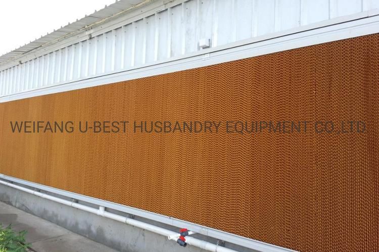 Steel Structure Agriculture Poultry Farm Chicken Feeder and Drinker