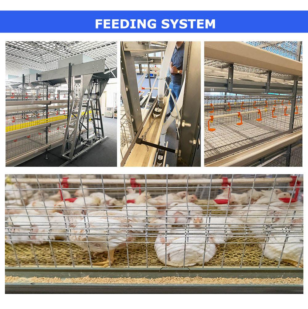 H Type Automatic Equipment Battery Broiler Chicken Cage for Broiler Poultry Farming