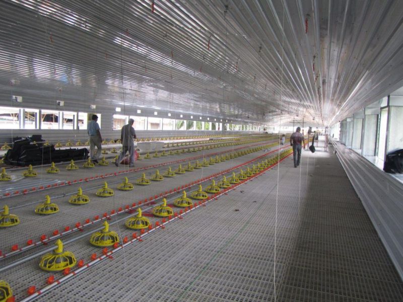China Group Rising Chicken Farming House Broiler Chicken House for Nigeria