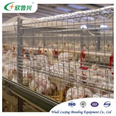 Hot Sale Poultry Farm Equipment Automatic H Frame Chicken Broiler Cages for Battery Farming