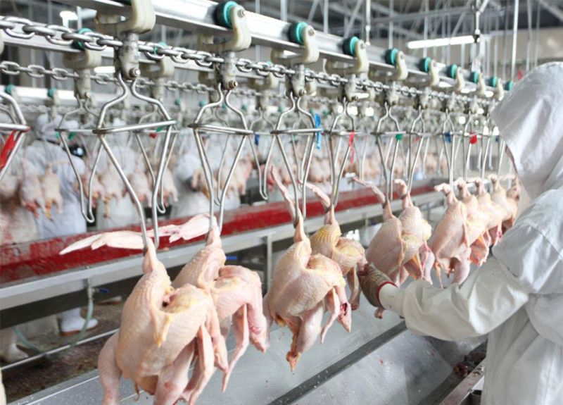 800bph Chicken Slaughterhouse Slaughtering Line Chicken Slaughtering Equipment for Saudi Arabia