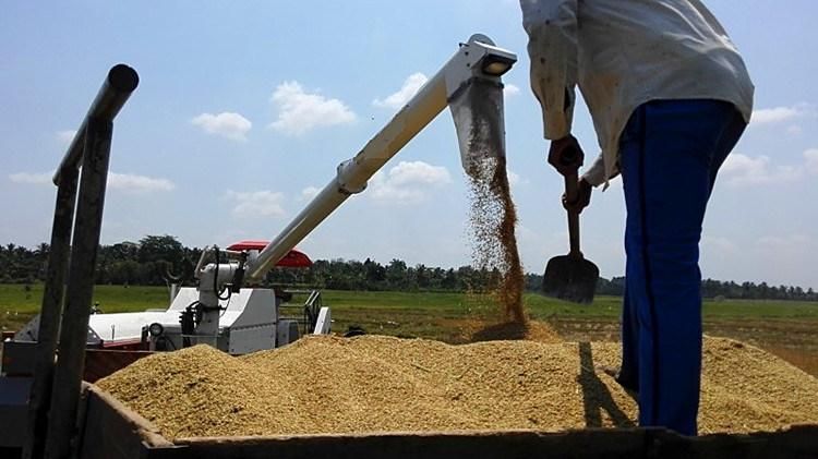 4lz-5.5 OEM Kubota Paddy Rice Grain Combine Harvester