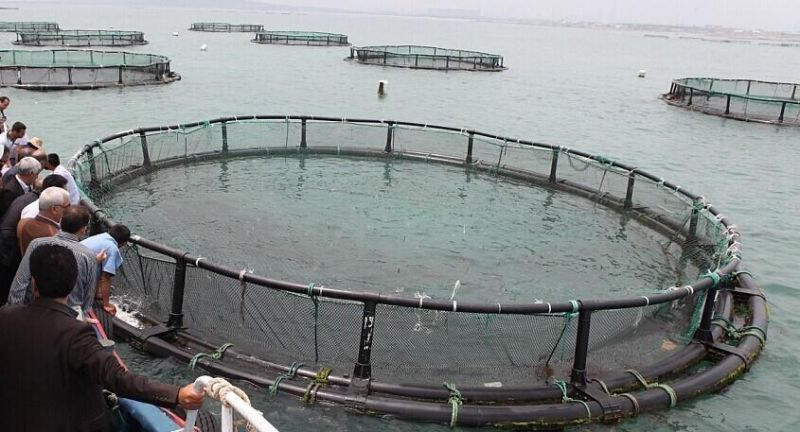 Manufacturers Factory Sale Various Fish Floating Net Cage Aquaculture Trap