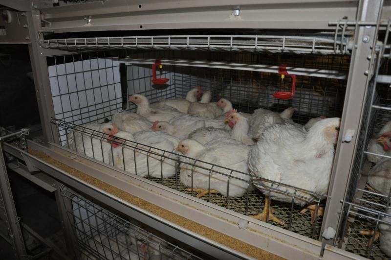 Automatic Poultry Chicken Bird Cages for Layer Broiler