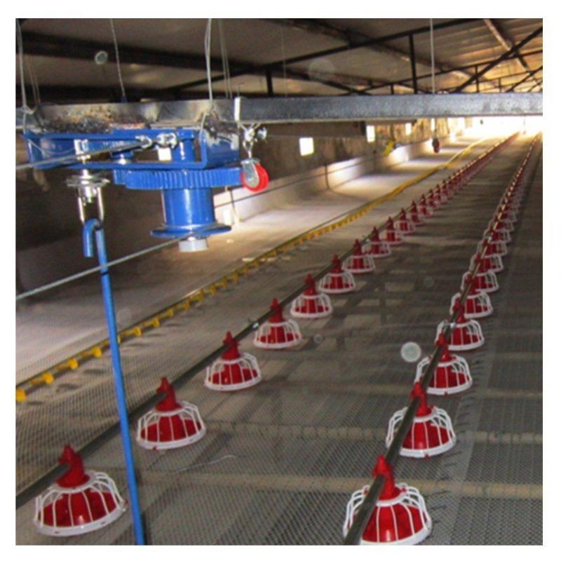 Factory U-Best Poultry Equipment for Broiler Chicken