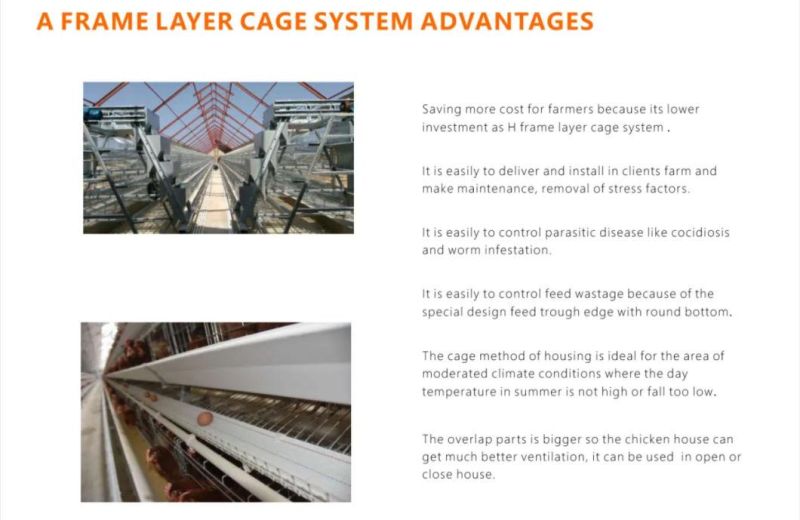 Agricultural Poutlry Cage and Fully Automatic Equipment a Type Chicken Cage